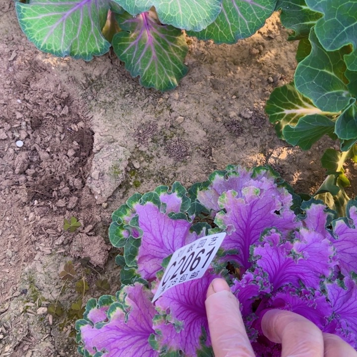 2061组合多肉植物法师