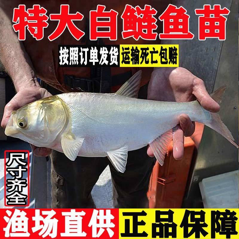白鲢鱼淡水活体养殖宠物观赏鱼