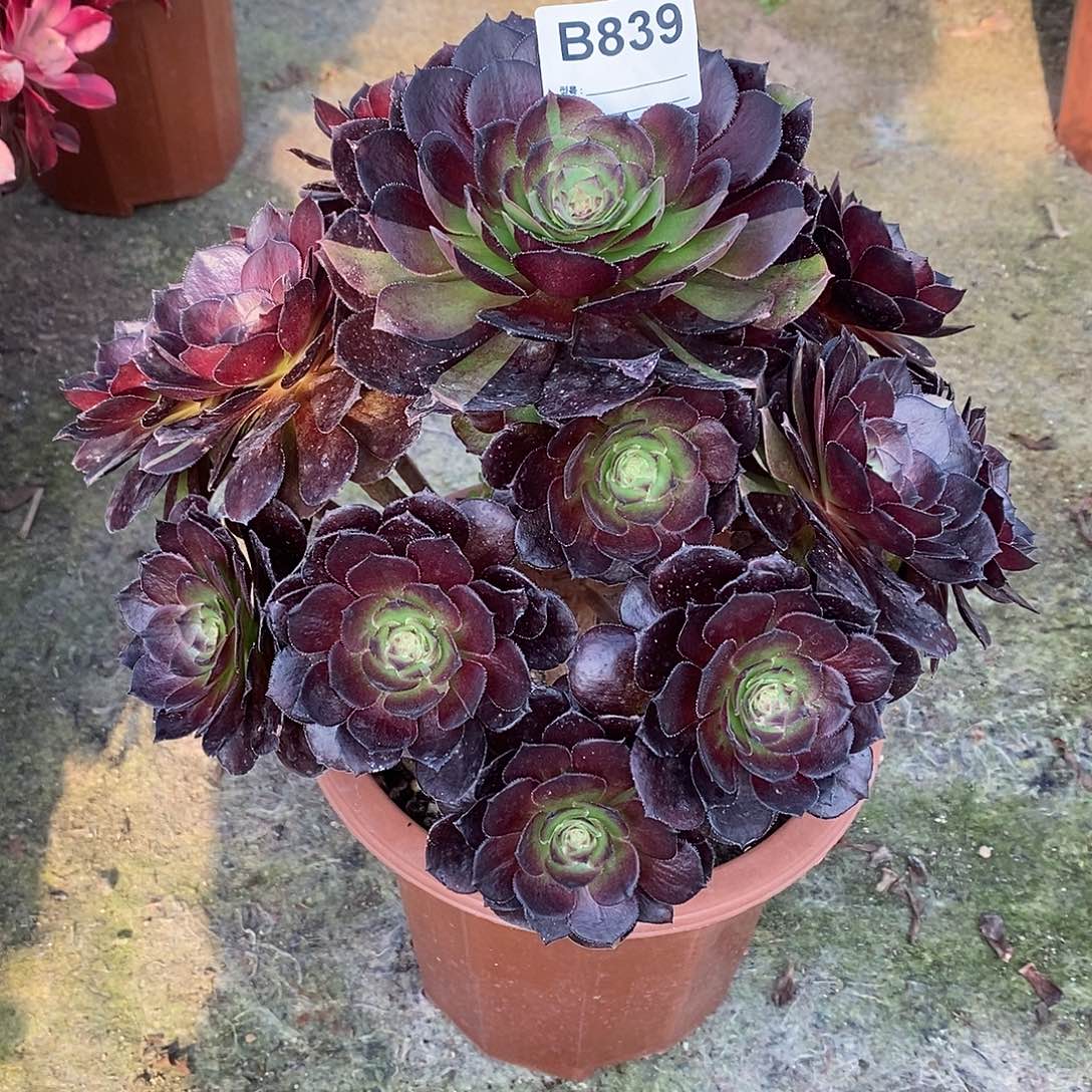 S****装黑美人多肉植物839