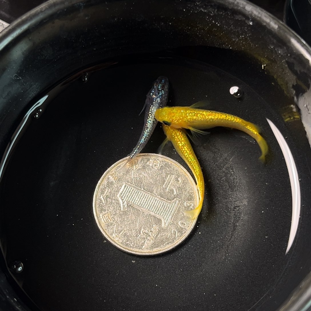 青鳉鱼混搭三条9号