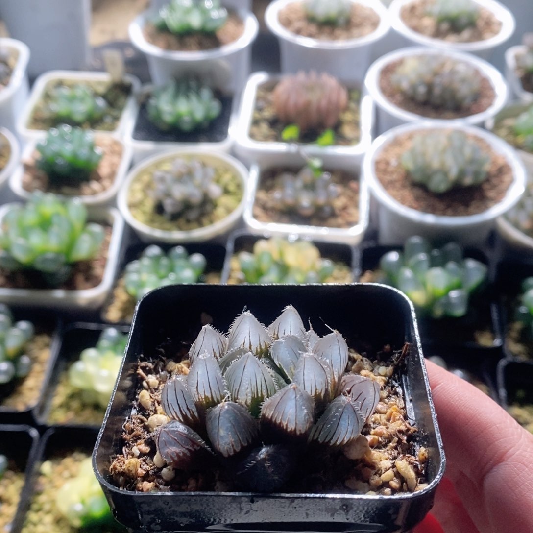 紫皮实生玉露多肉植物