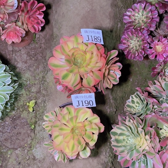 189  190维纳多肉植物