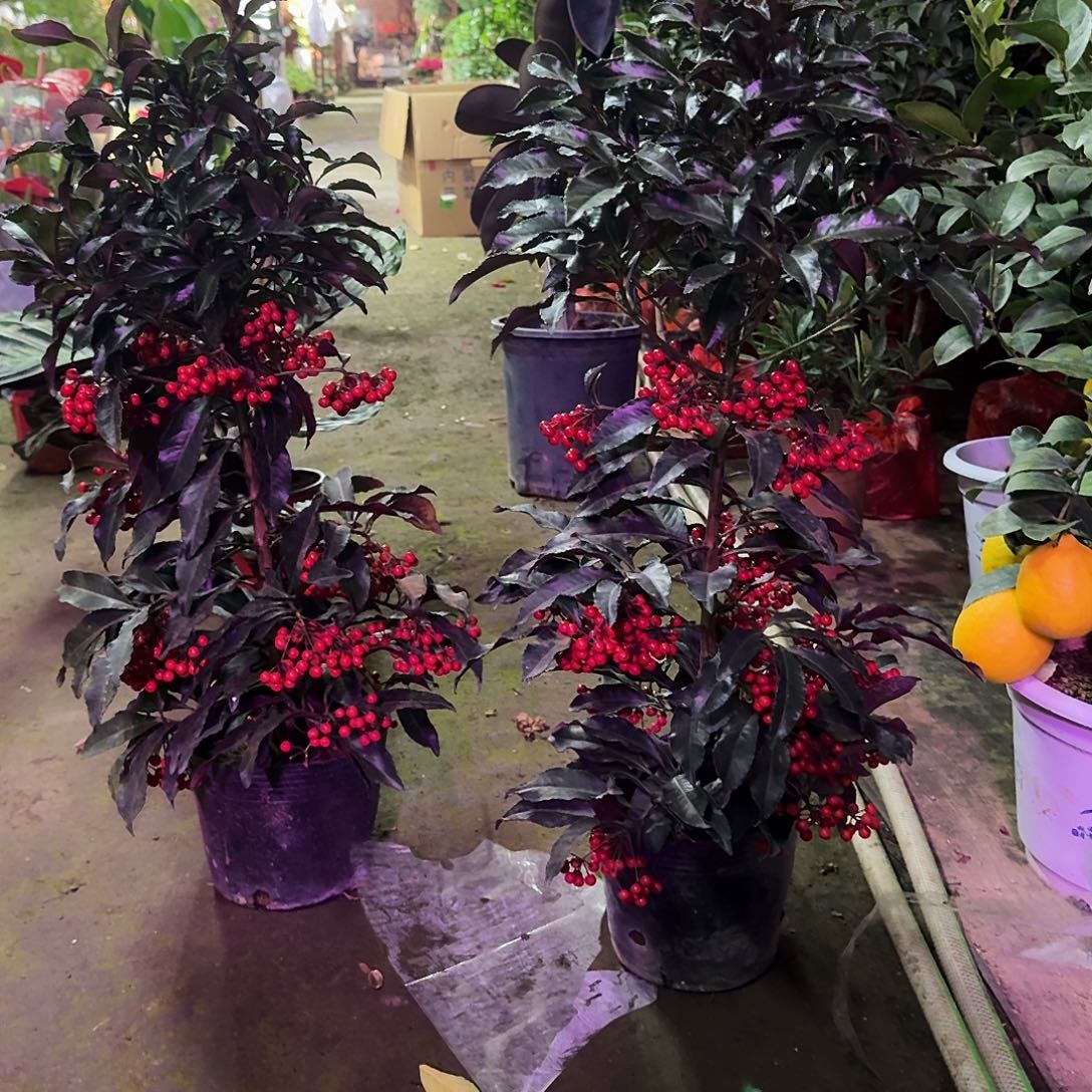 完全开放北美冬青