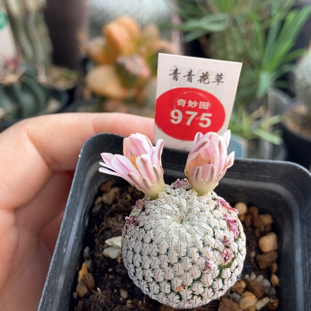 实生粉花白斜子3cm