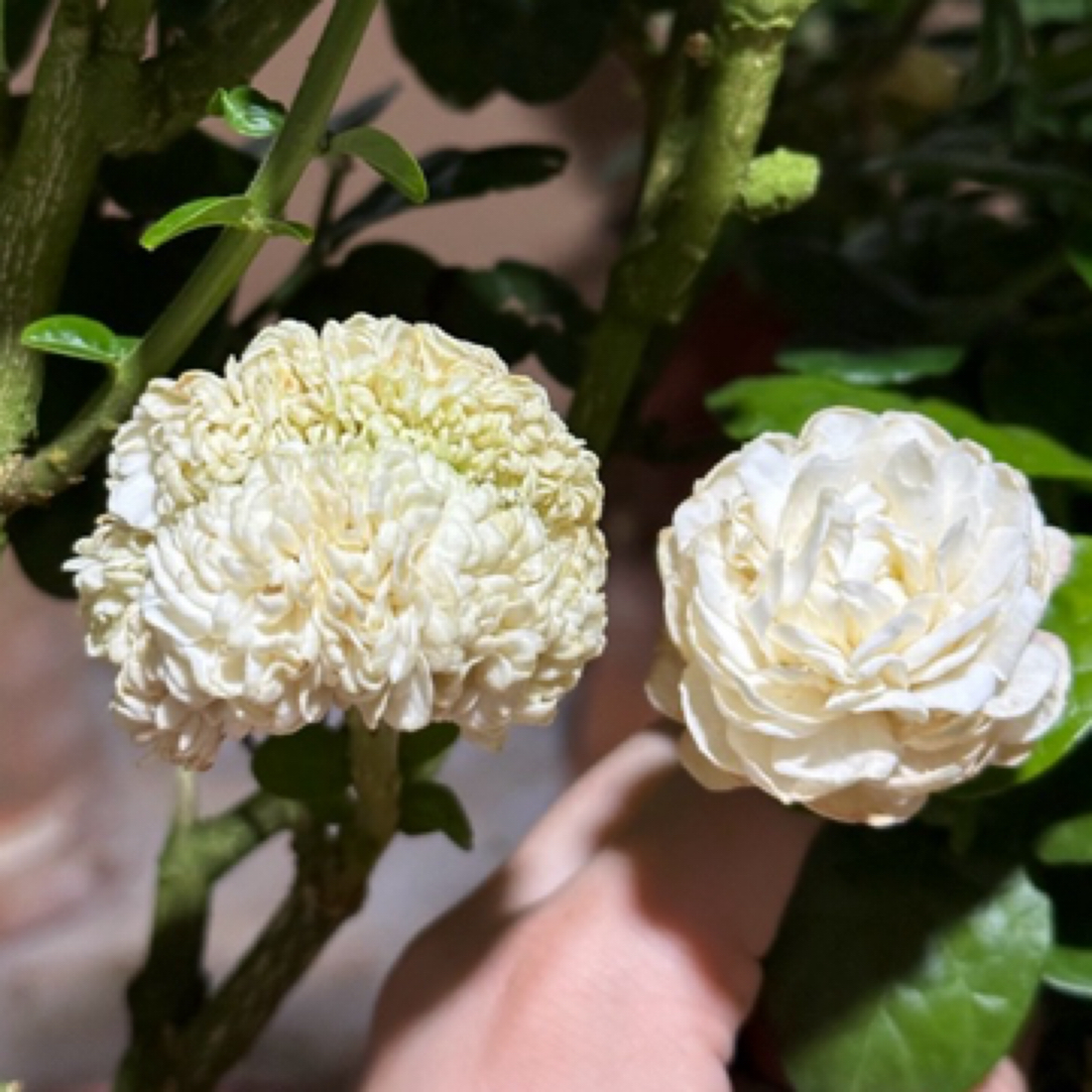 圆叶虎头茉莉 勤花 浓香 花期长