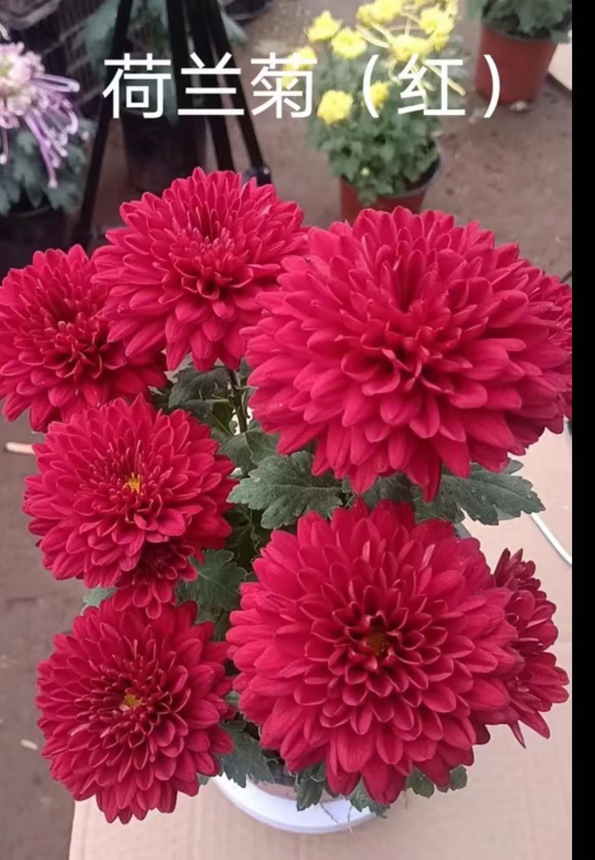 【深红荷兰菊】大花富贵菊九月大菊盆栽开花好看观赏佳品