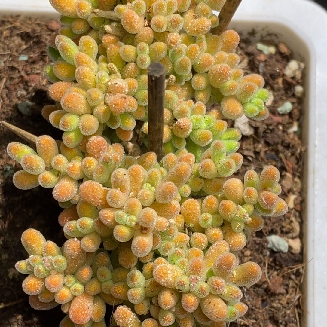 冰晶杂枝干番杏A944