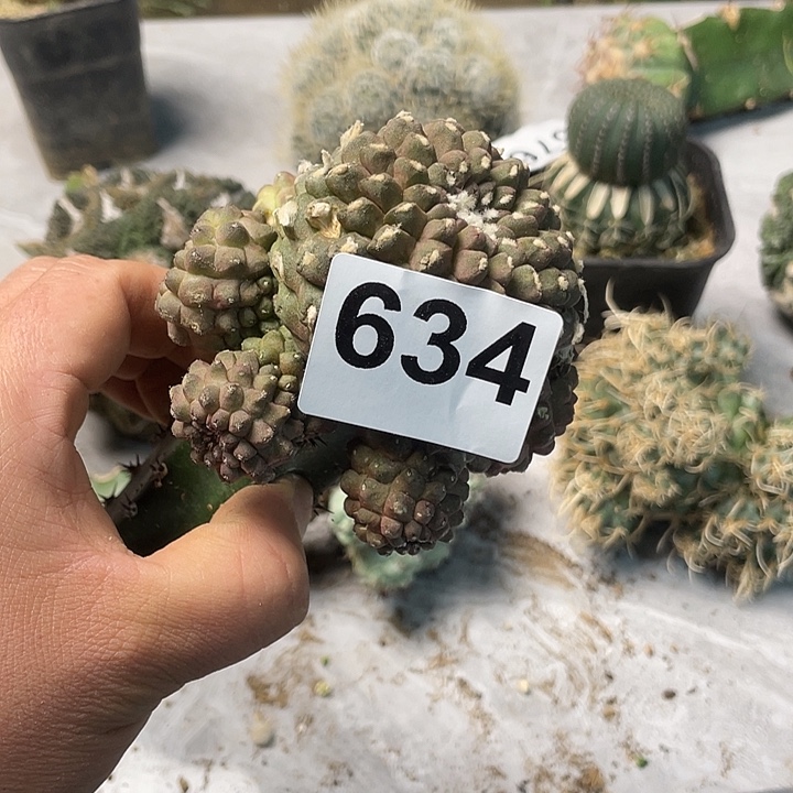 完全开放634蜥蜴皮仙人球