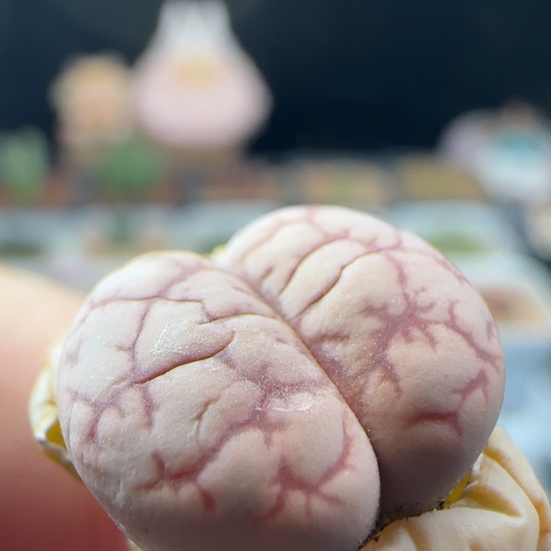 2.9.32/女娲石/尺寸1.4