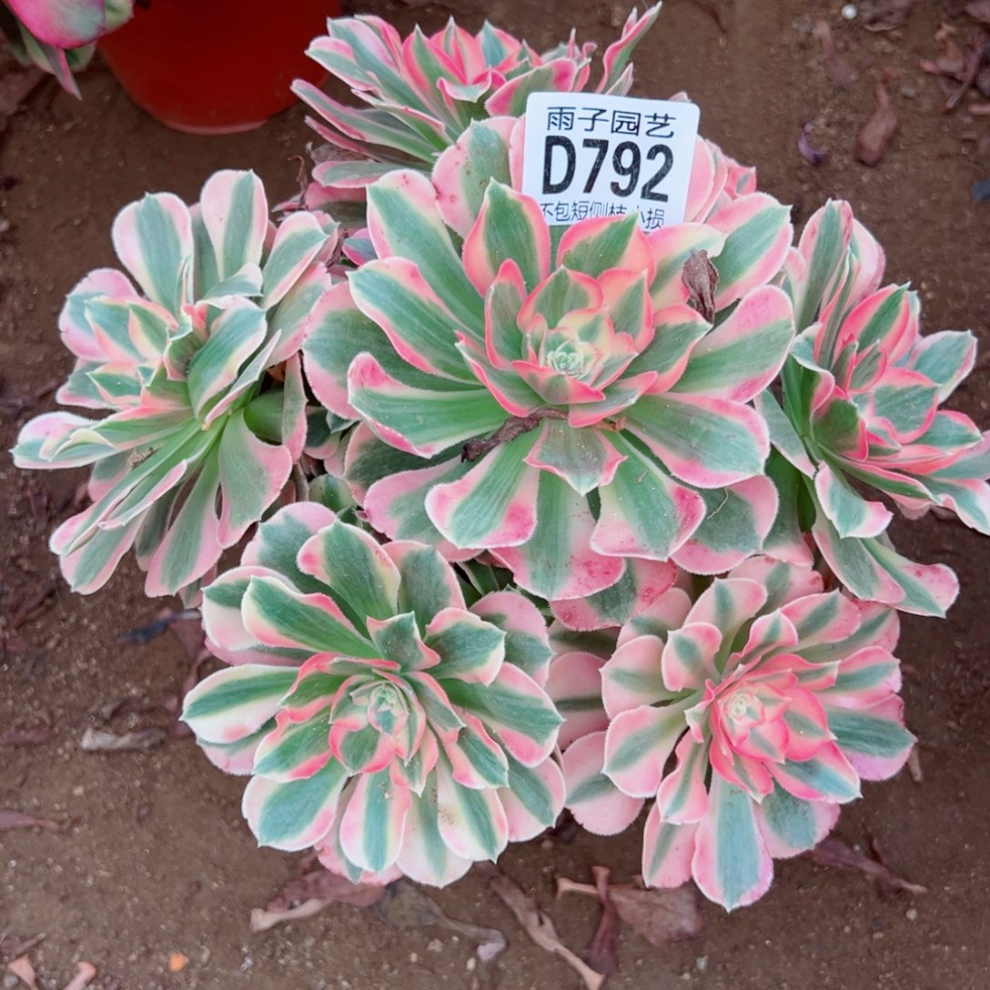 糖***吖792福袋雨子多肉不售后