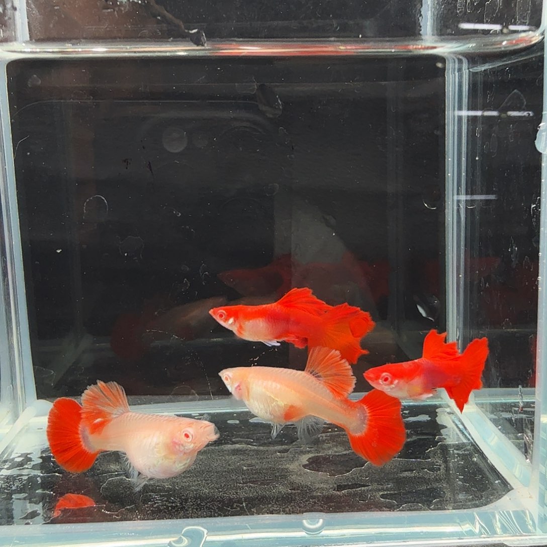 孔雀鱼红玫瑰折扇两对