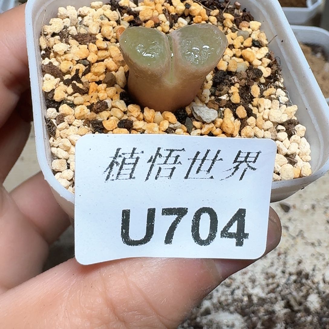 704盒多肉植物哇c