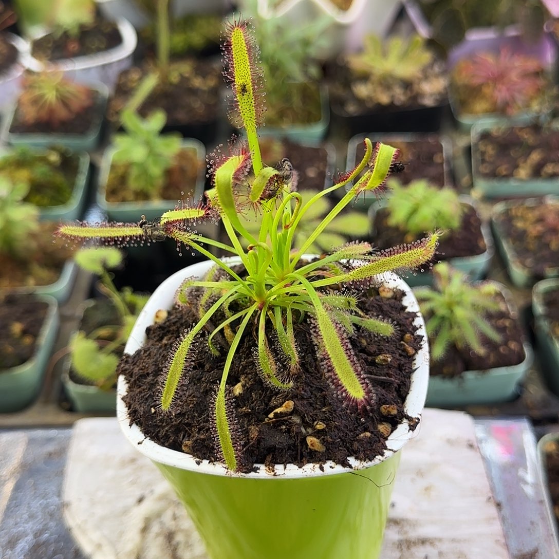 完全开放好望角茅膏菜