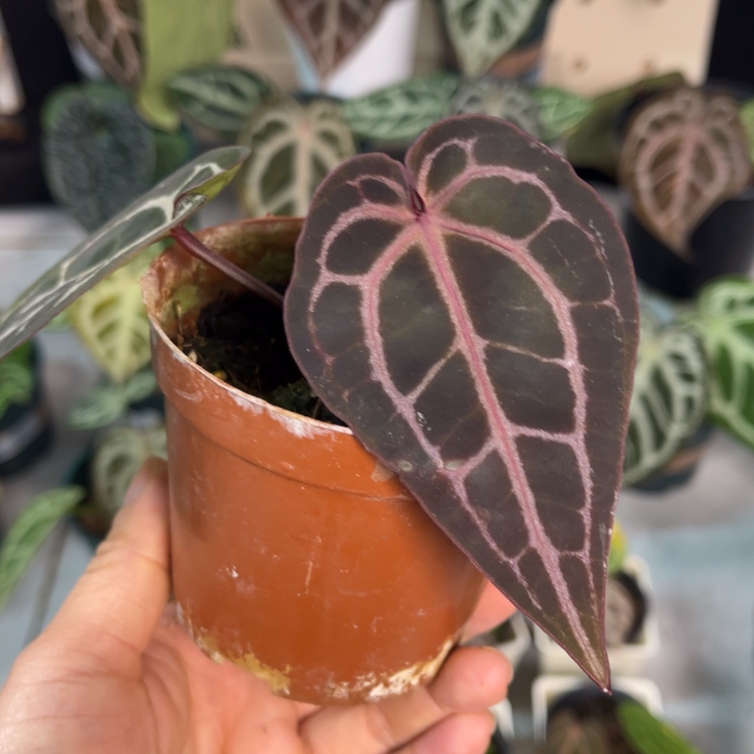 无花朵005 紫水晶