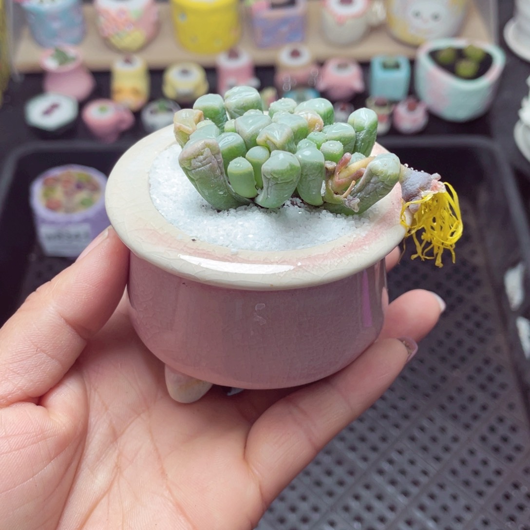 w8347 带盆土发货 -零下地区拍保温箱