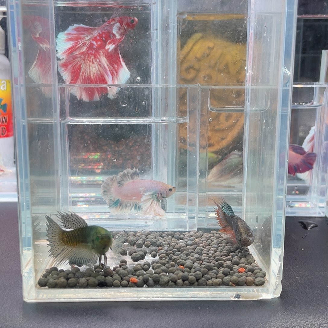 斗鱼22号1217晚毒液母2