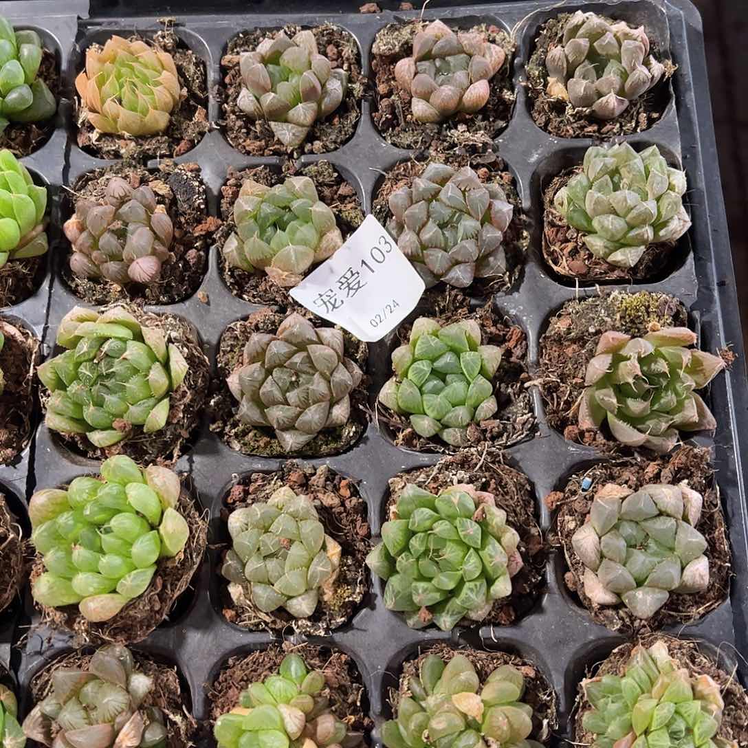 直播福利一物一拍瑕疵不售后103