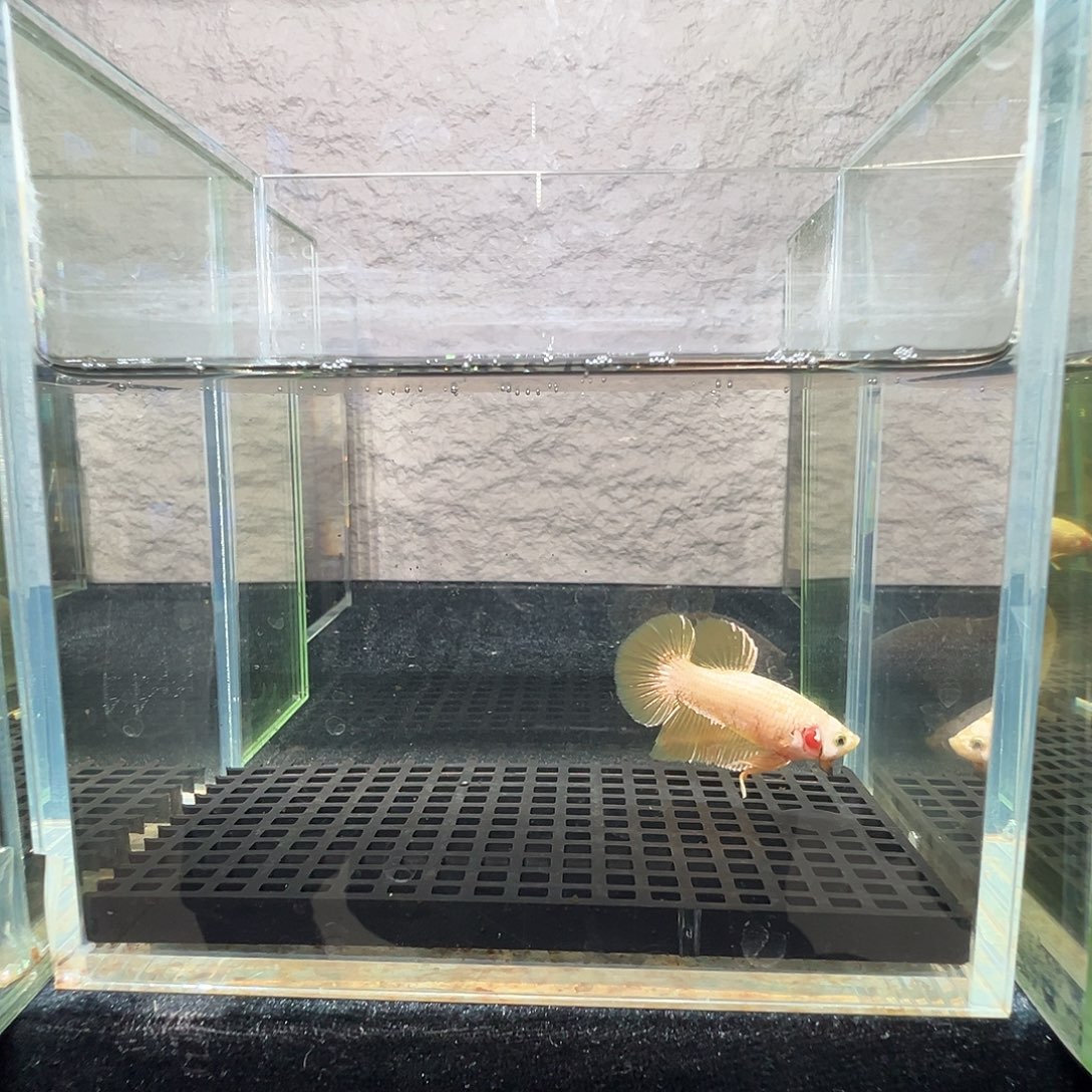 斗鱼阿浩泰斗10日80