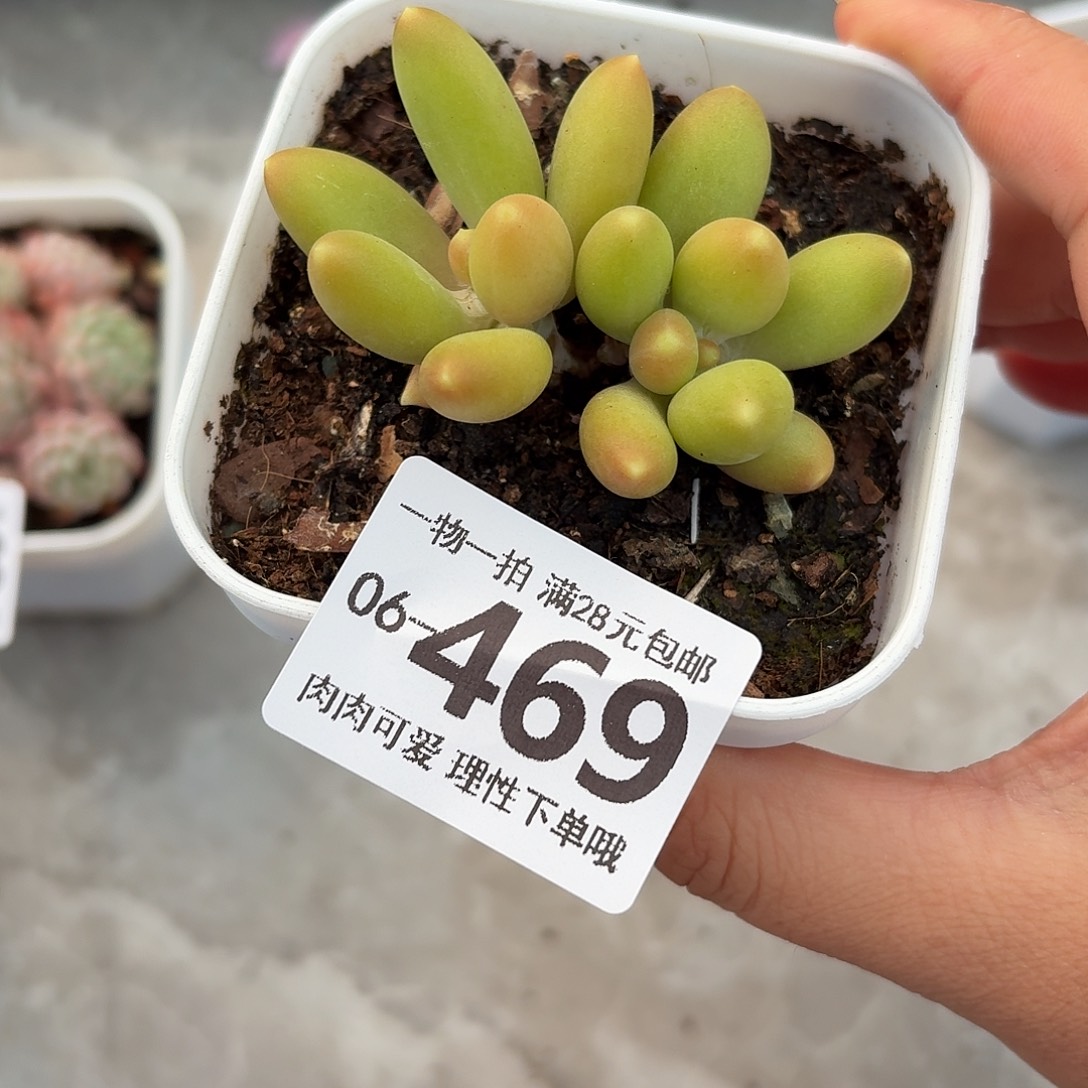 金蝉多肉无盆土发货无盆