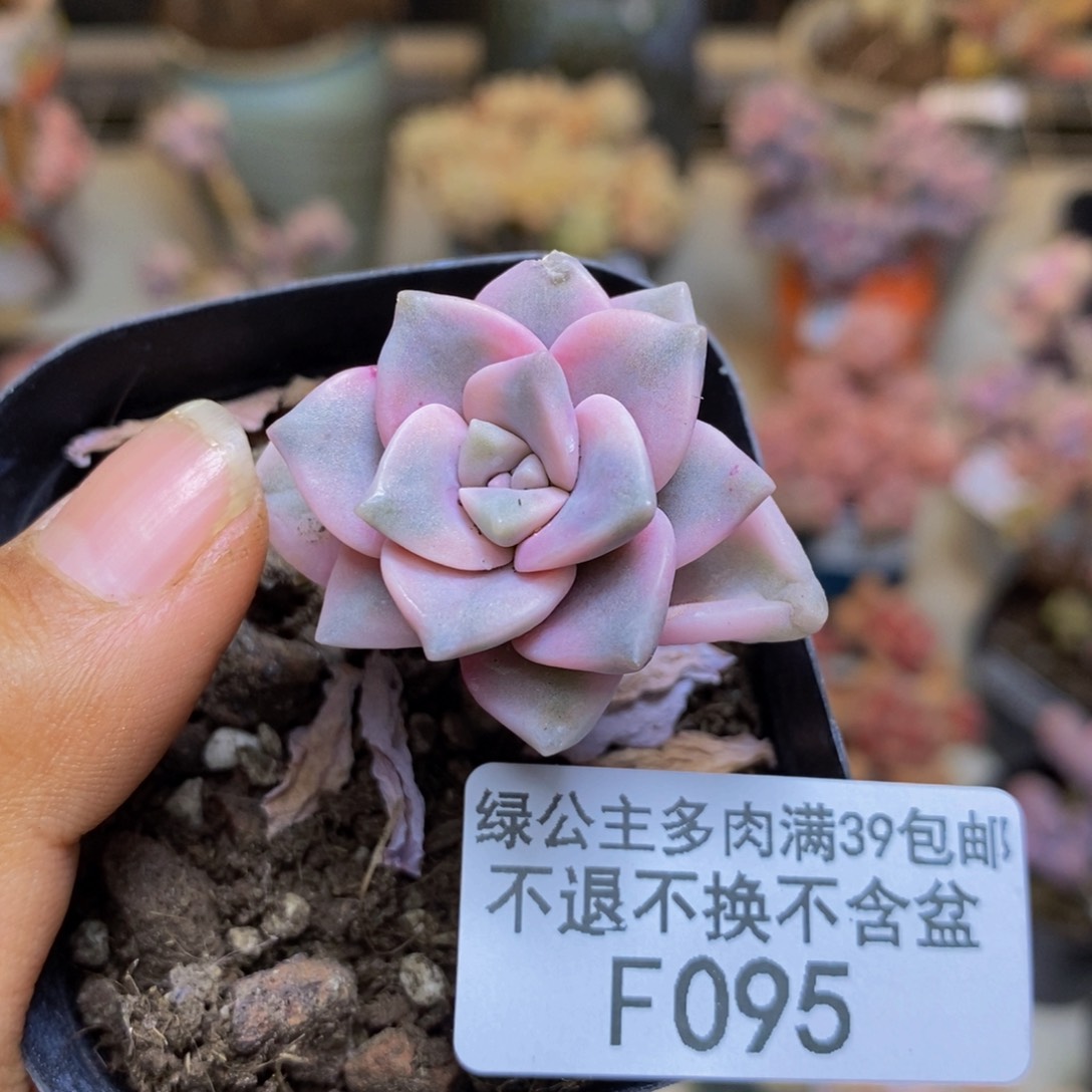 095彩虹锦多肉2c m