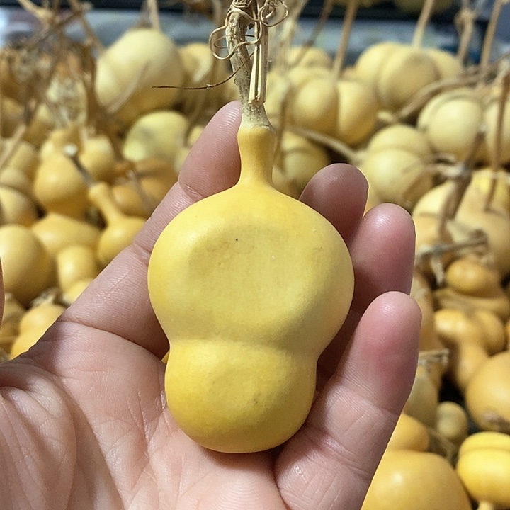 葫芦的颜色很好看