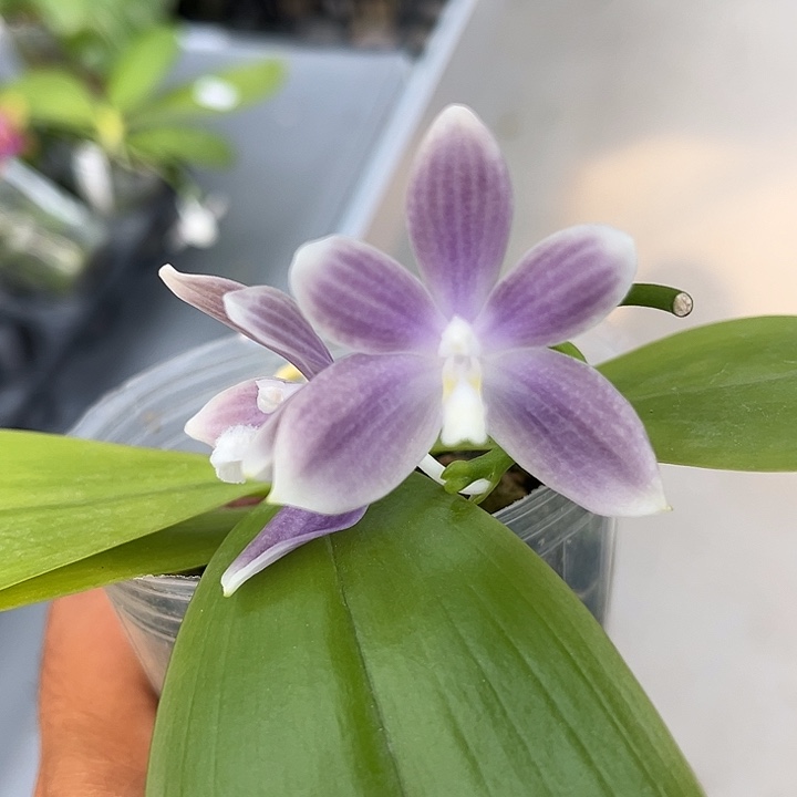 完全开放2.5寸杯蓝盾浓香