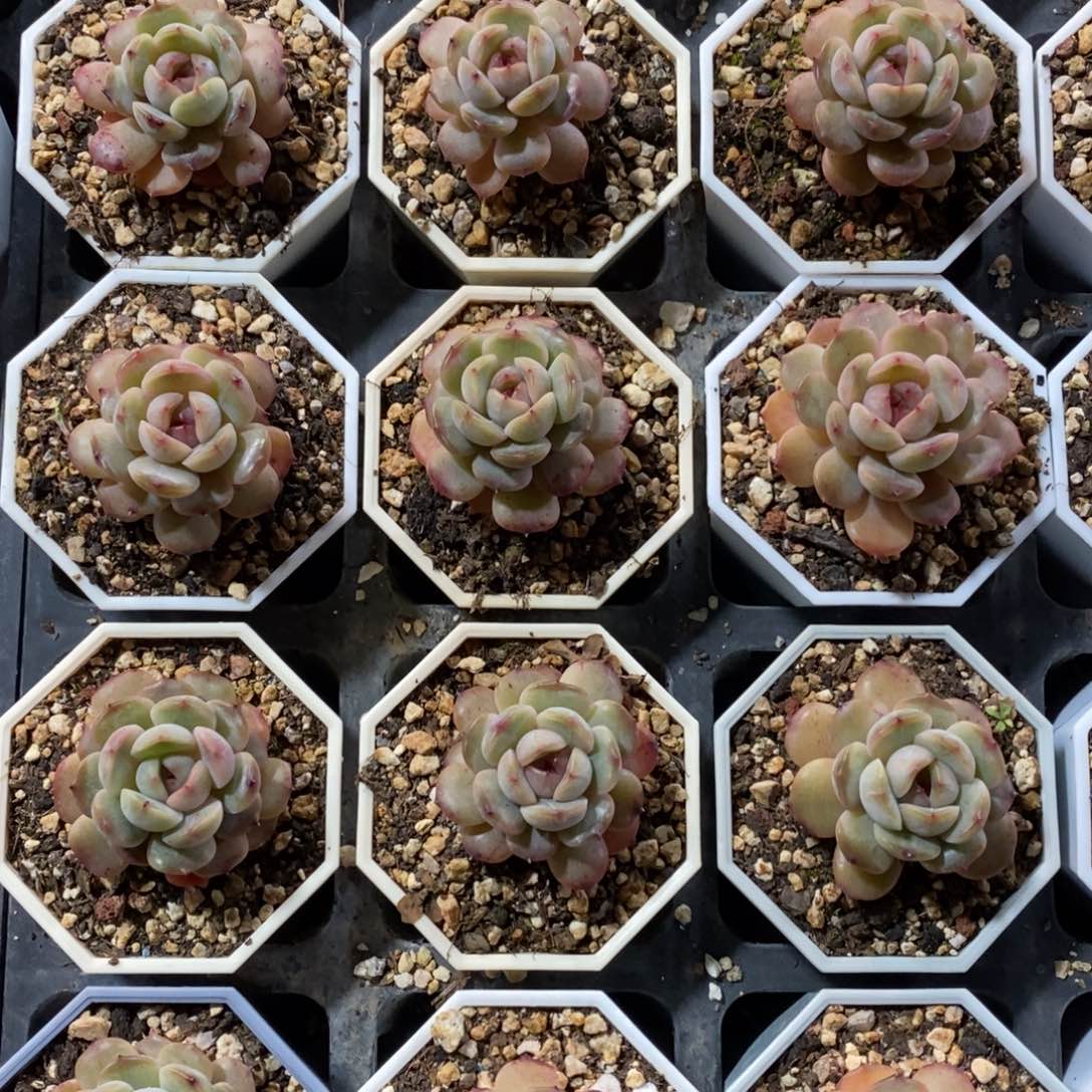 自助下单一物一拍多肉下滑有惊喜