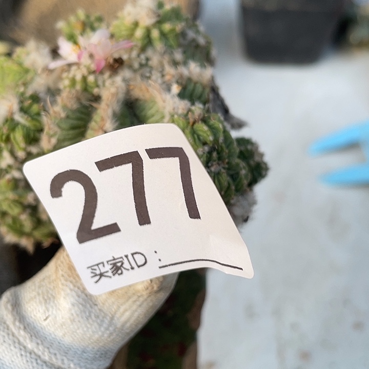 三角嫁接277号老花龙一颗