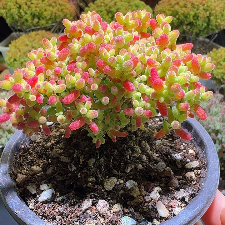 蜜桔糖球枝干番杏083