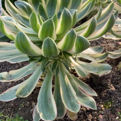 266青莲满25包邮多肉