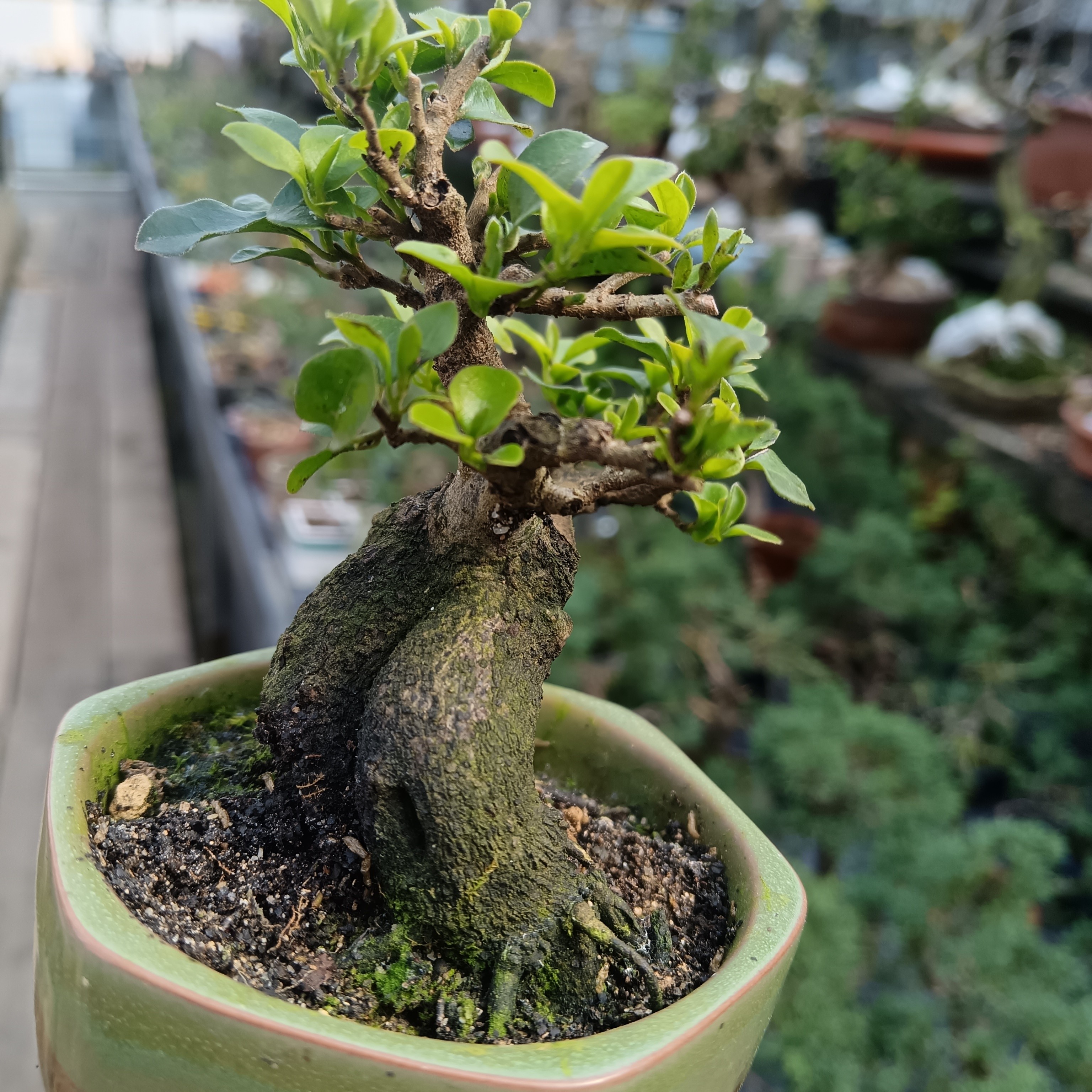 金弹子小老桩年功货