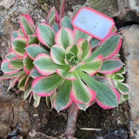 多肉植物粉女郎280