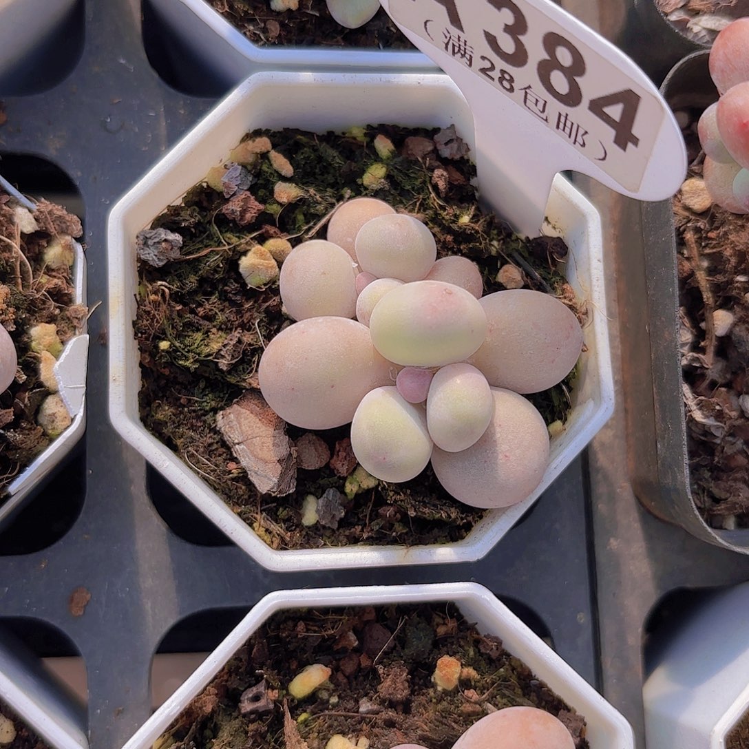 A384奶酪一物一拍