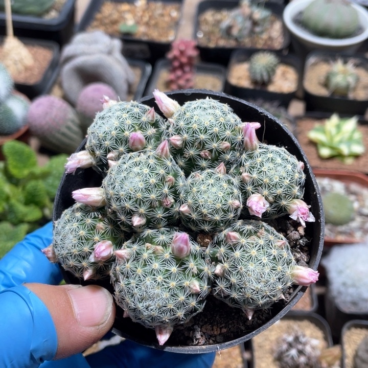 053实生多头吉赛尔