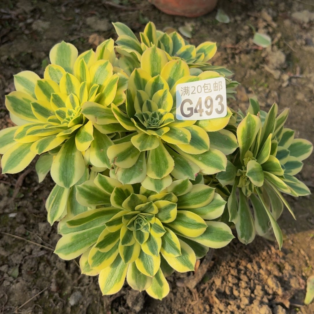 493多肉植物捧花的时候