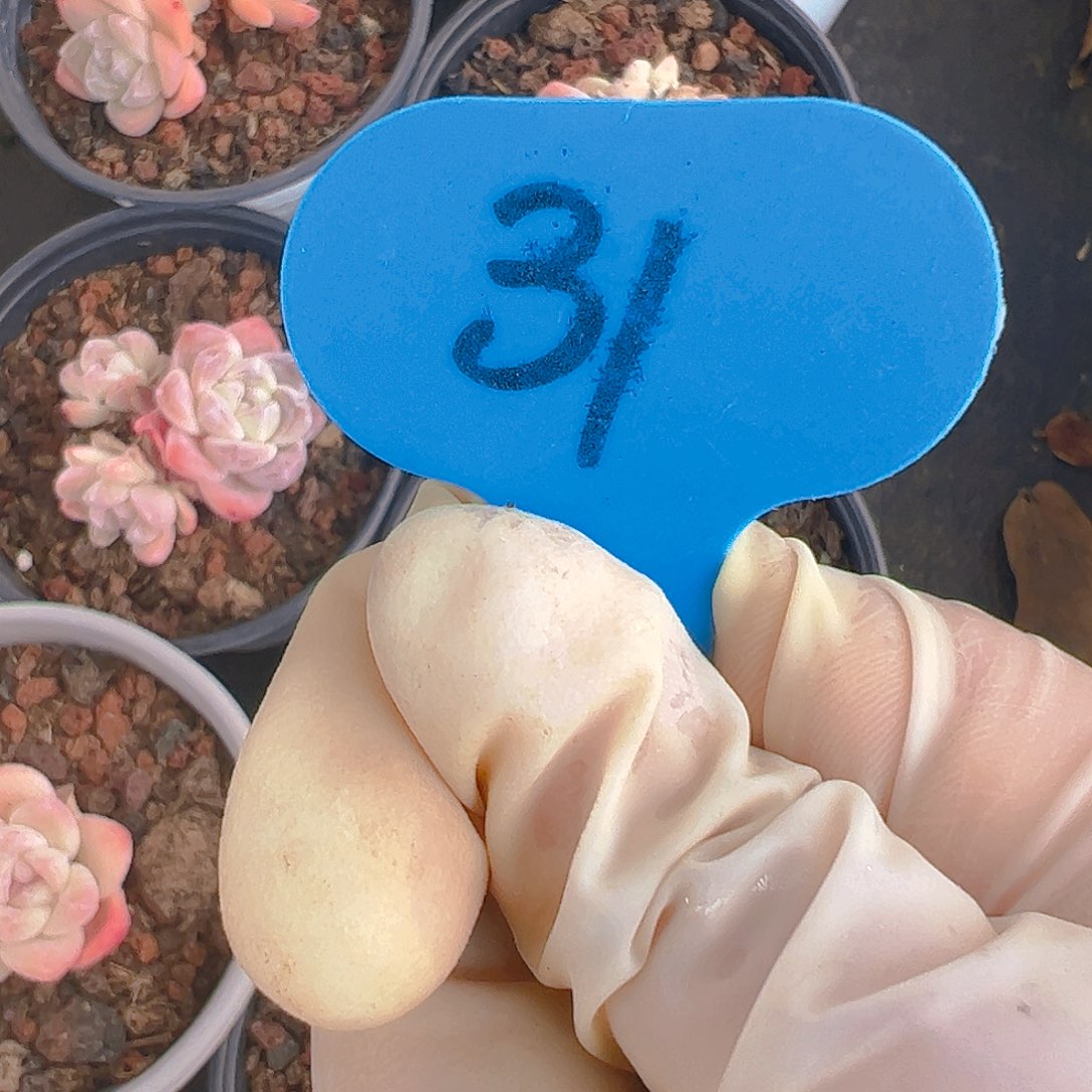 梅*冰玉十颗31号一物一拍