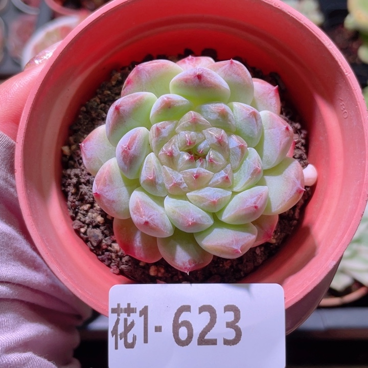 花利美1-623秘境冰魄