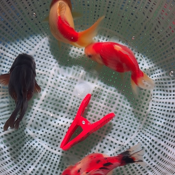 海水鱼59号尺寸7-10区间的