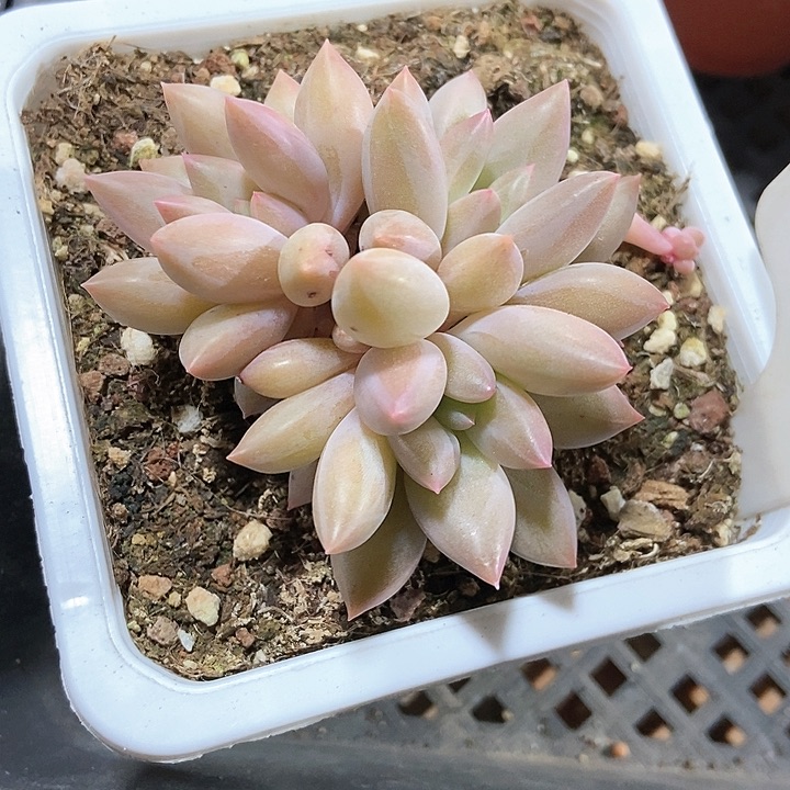 多肉植物红蜻蜓594