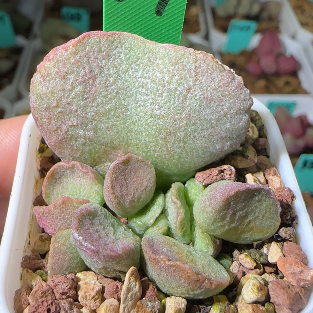 编号597叶插，四方盆发