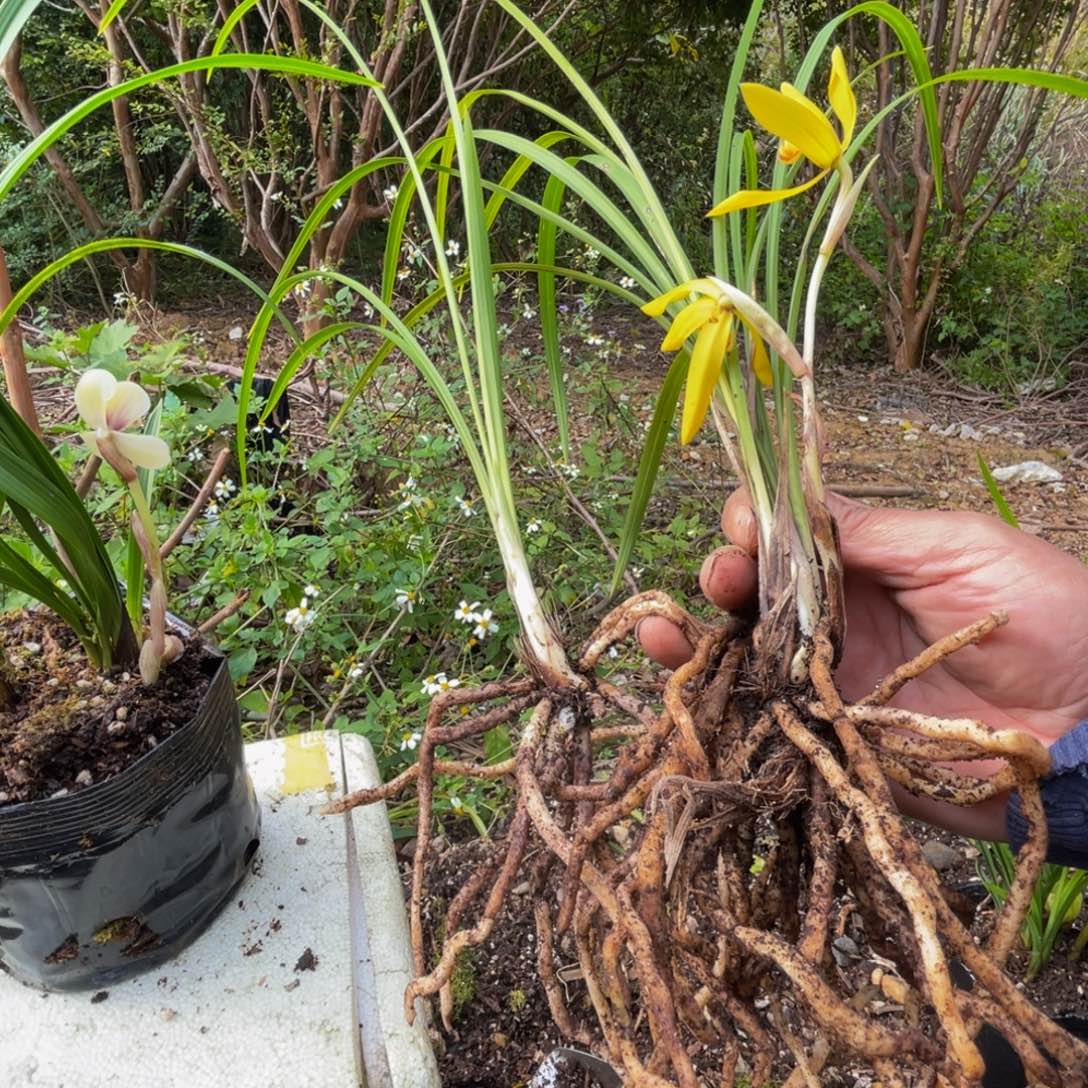 全部花苞兰花新品新品兰花