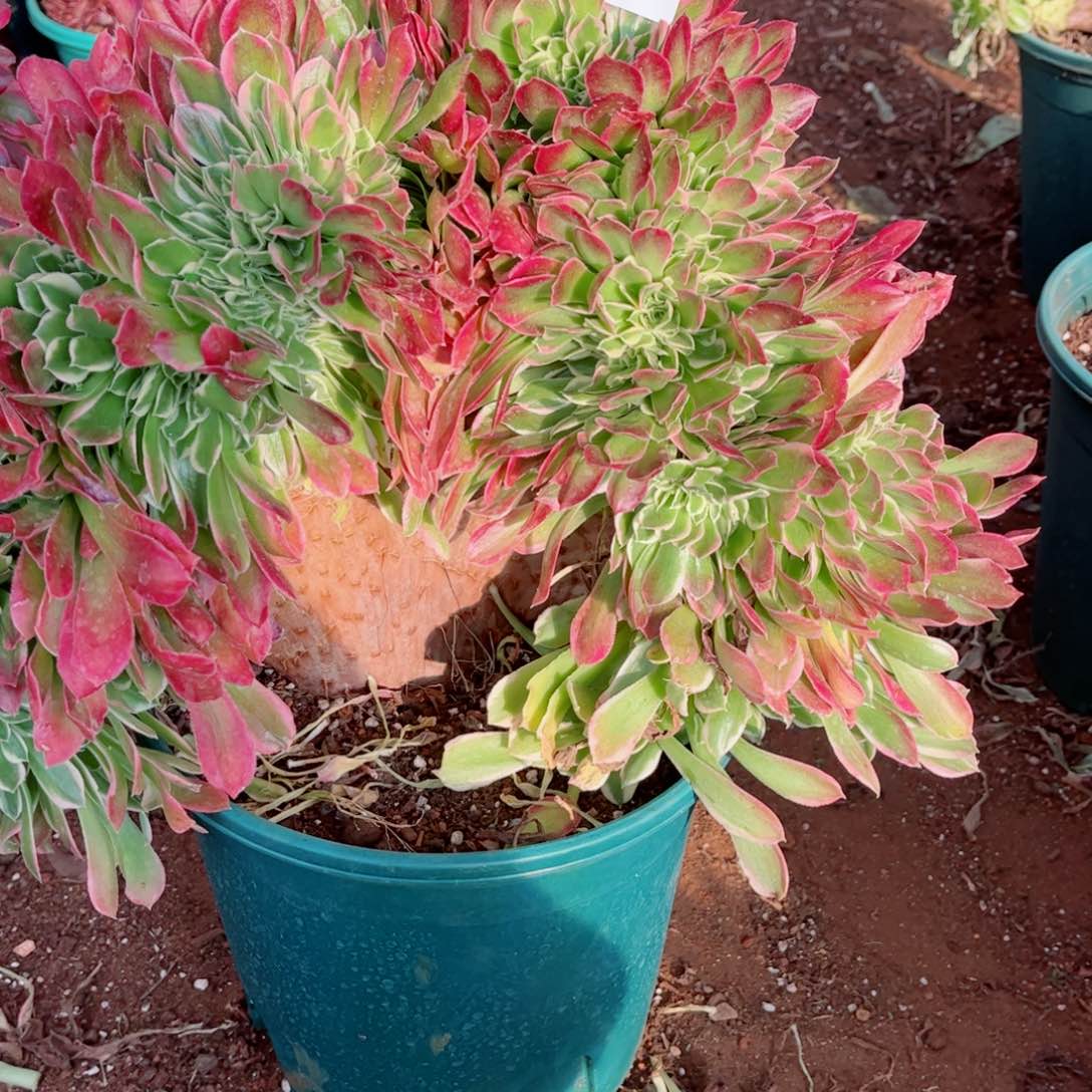 多肉植物282白凤