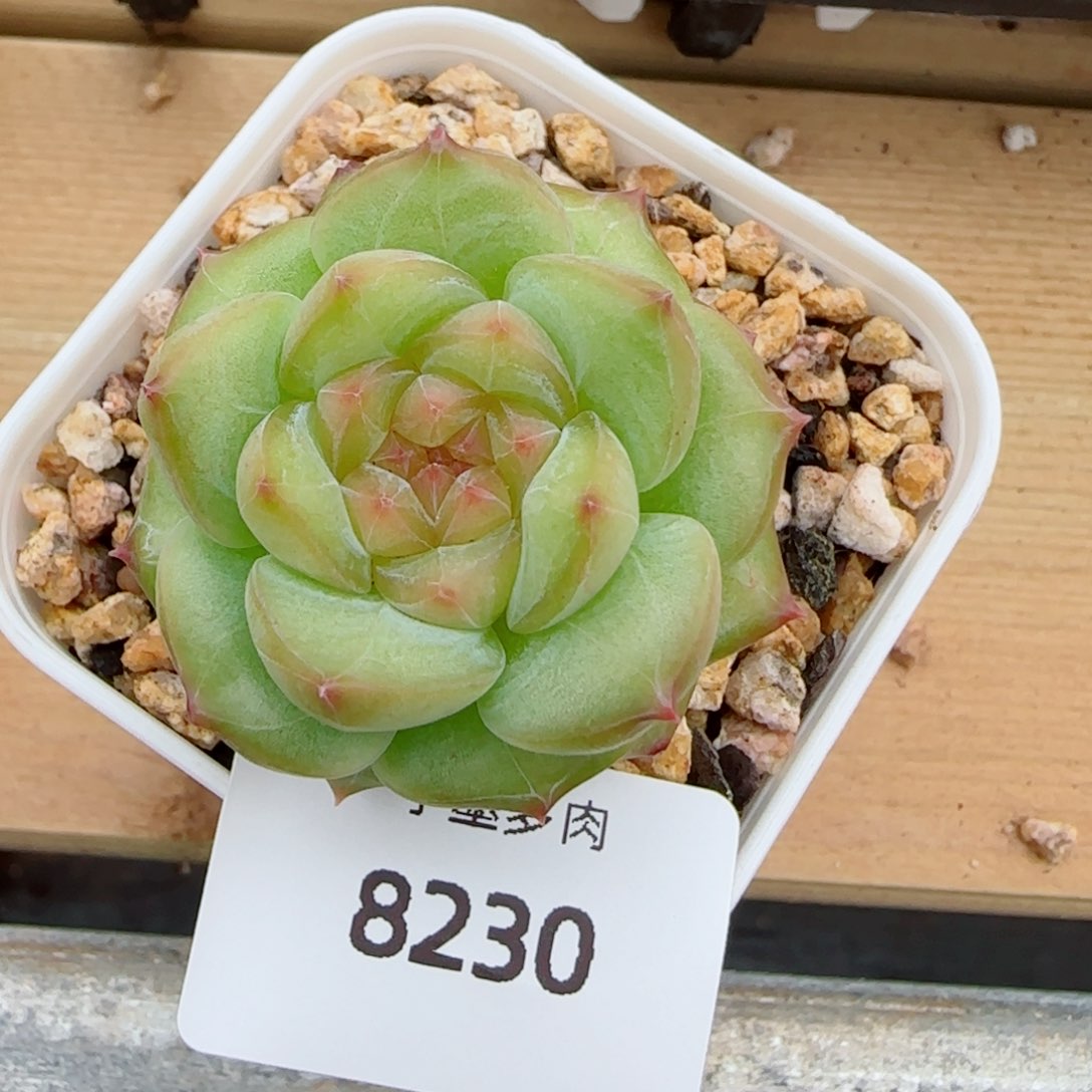 绿透福利，8230多肉植物