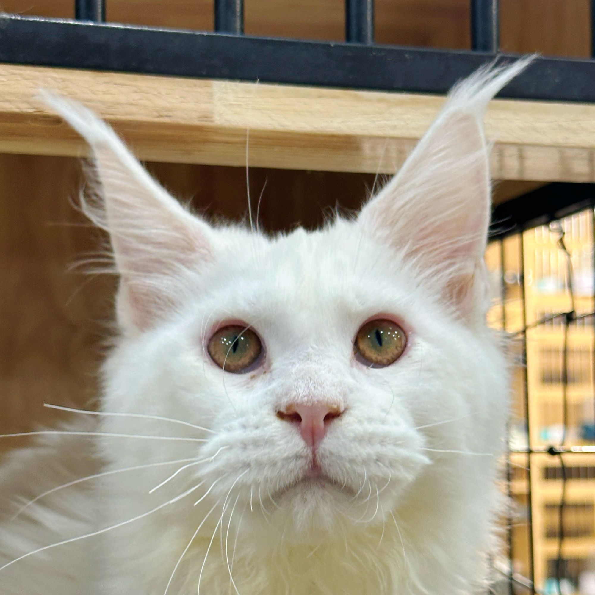 来了姊妹-纯白缅因猫-弟弟-09