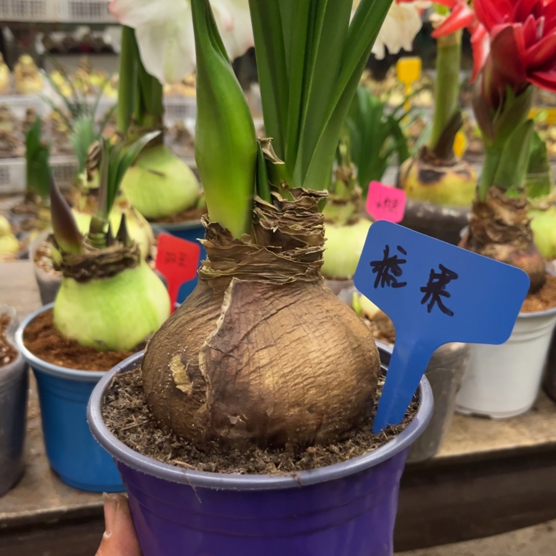 一***一糖果戴斯朱顶红带盆