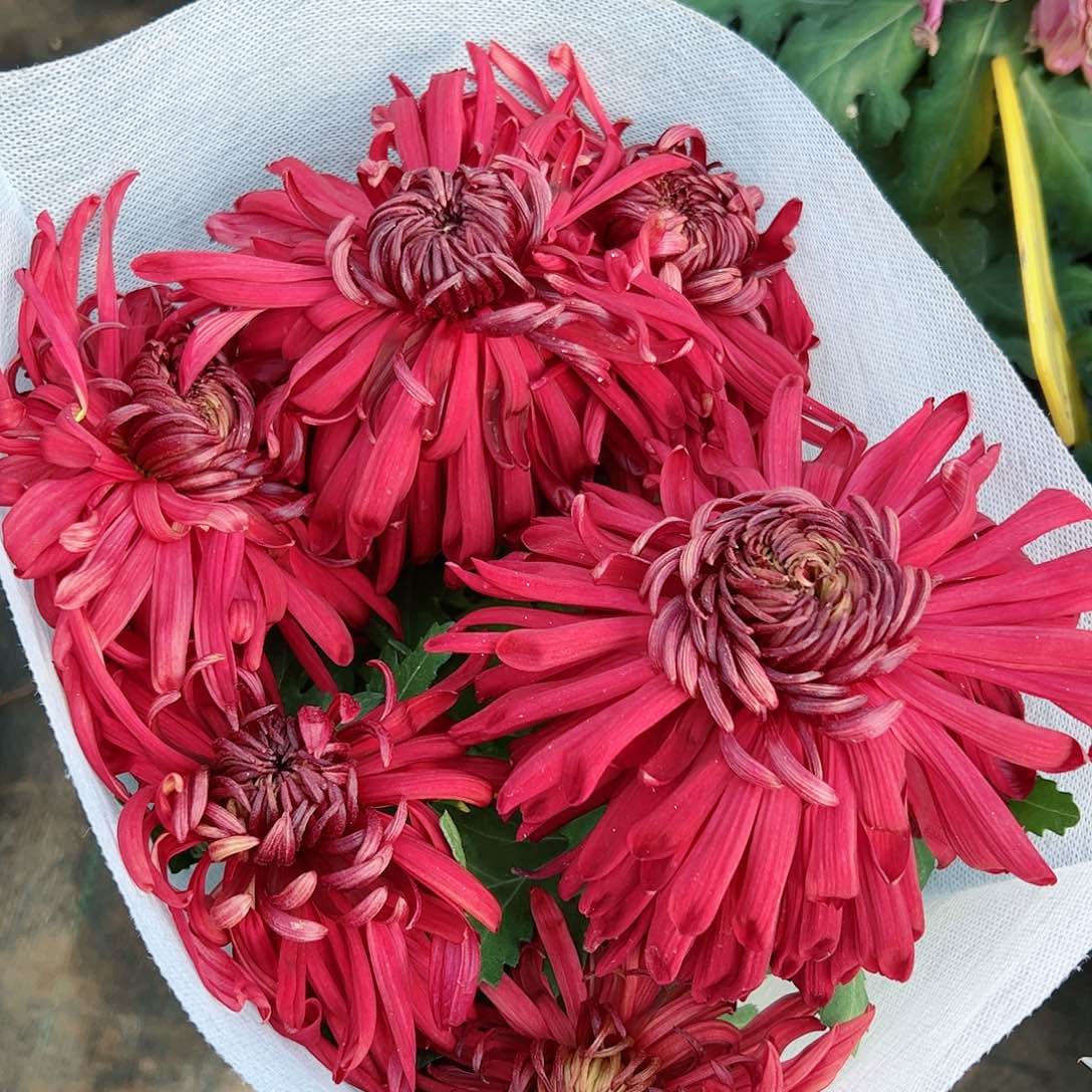 完全开放华丽风车母本不售后