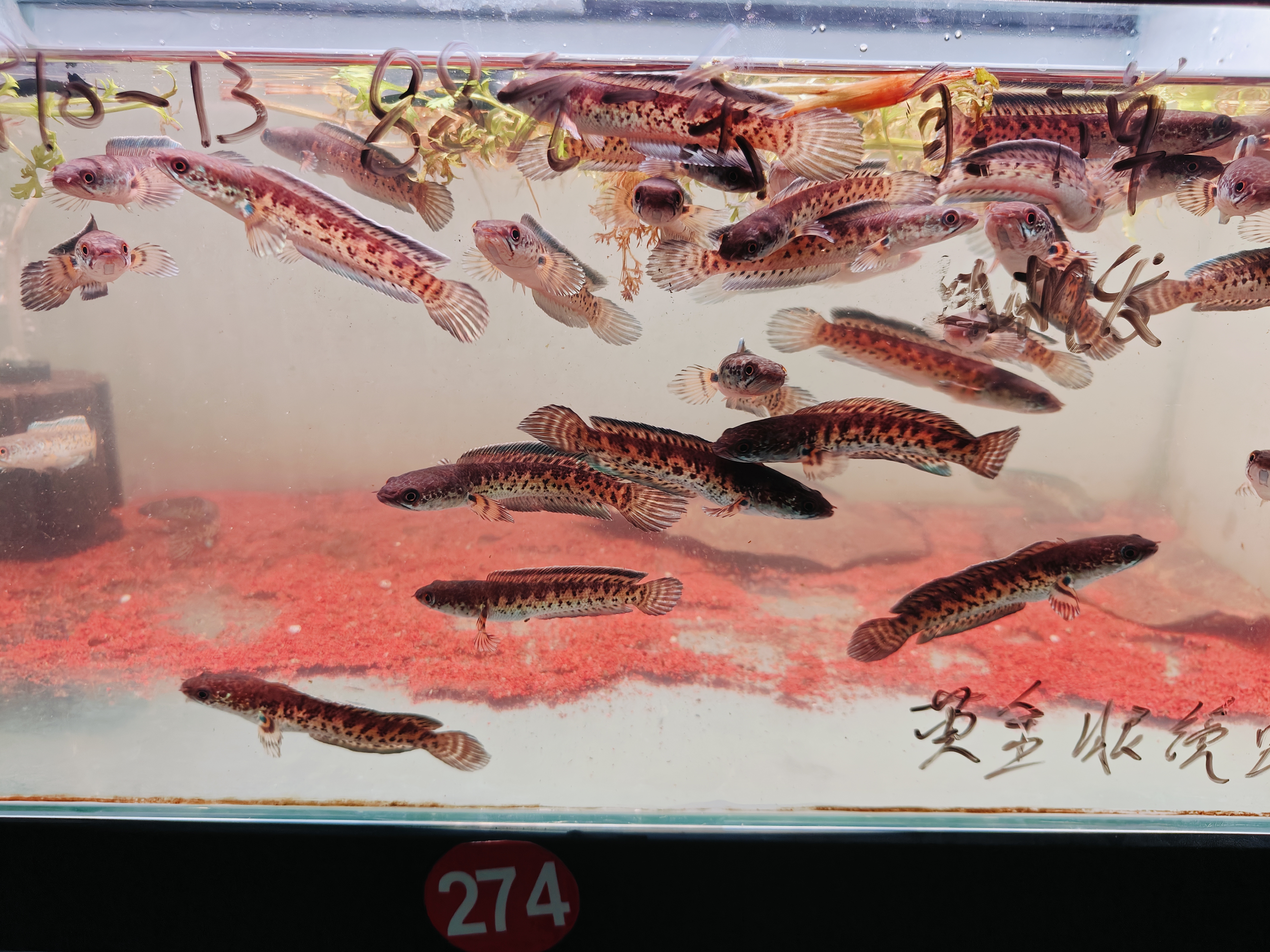 黄金眼镜蛇雷龙 小蛇