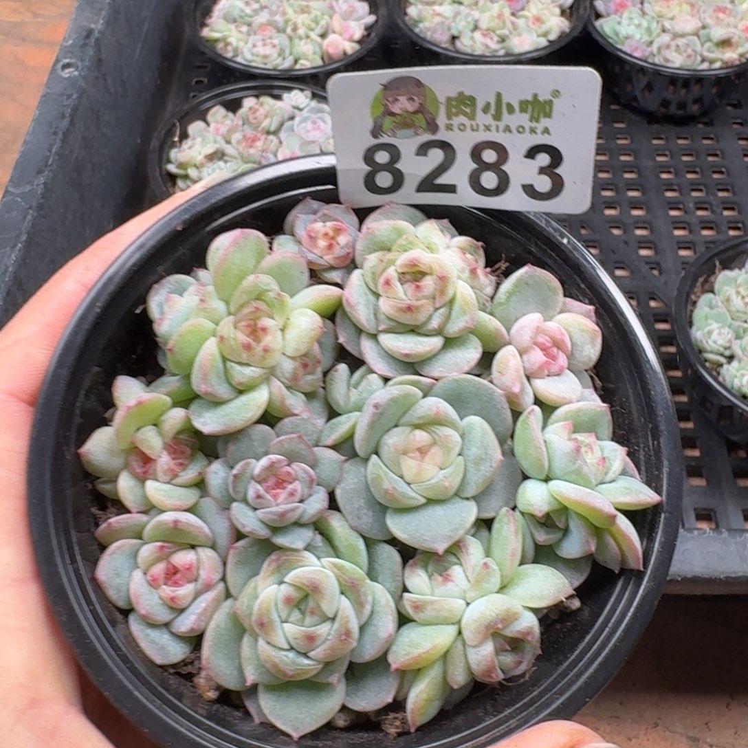 多肉植物多肉植物