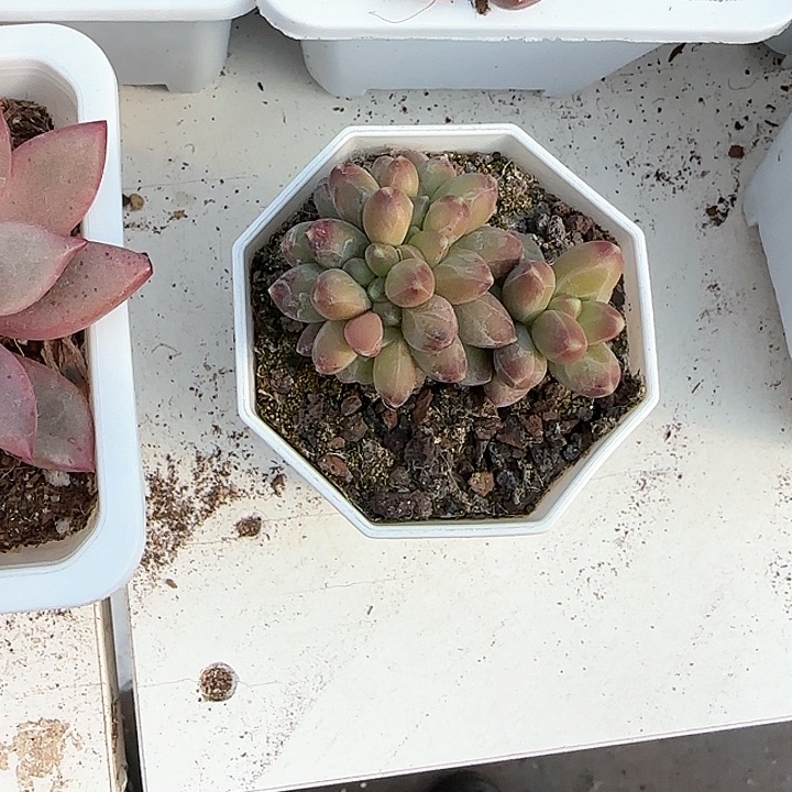 青蛙王子儿童牙膏？11