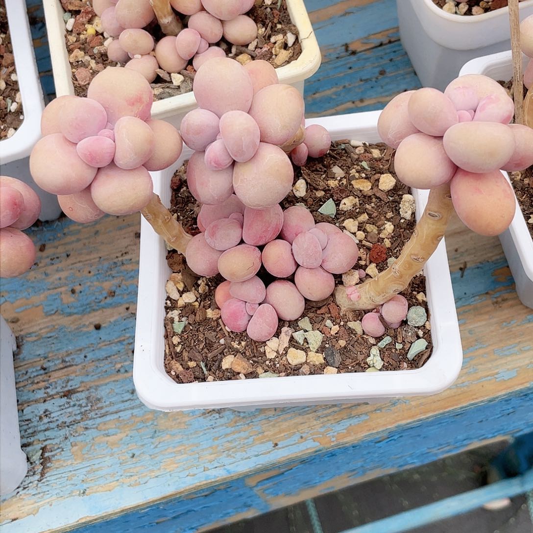 飘*雪多肉老桩漂亮